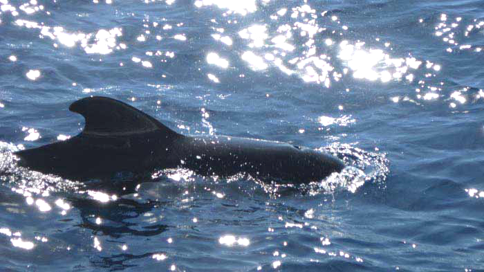 Excursion Observation de baleines et de dauphins lors d'une catamaran