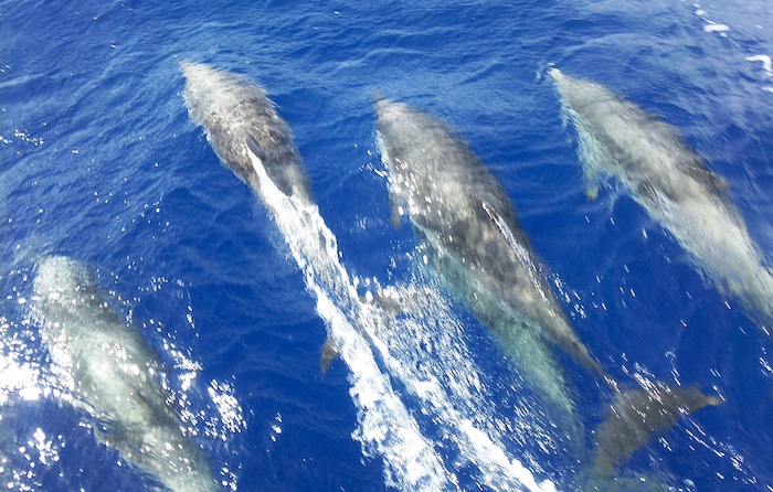 Excursión Avistamiento de cetáceos en embarcación pequeña