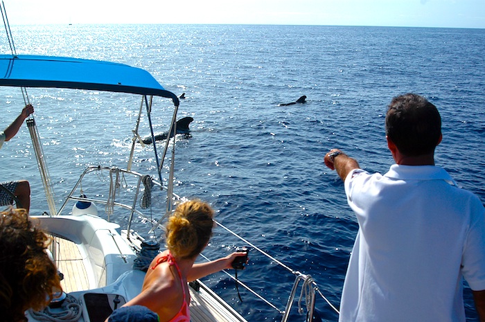 Excursion Observation de baleines et dauphins en voilier